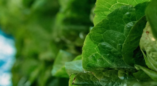Alimentation durable et santé : 5 choix qui changent tout