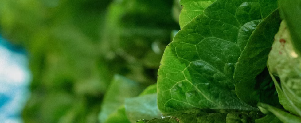 Alimentation durable et santé : 5 choix qui changent tout