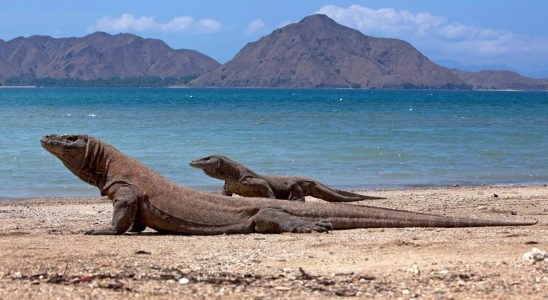 Parc national de Komodo