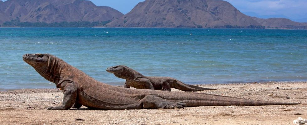 Parc national de Komodo
