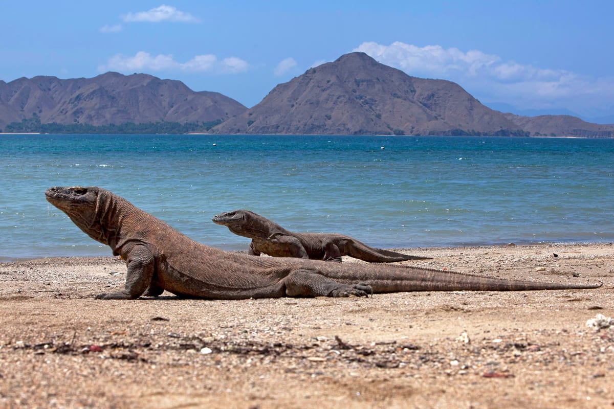 Parc national de Komodo