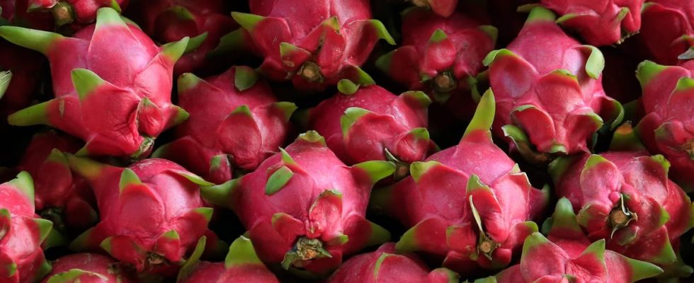 Propriétés amincissantes de la pitahaya